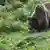 Spanien Braunbär im Karpin Abentura Wildlife-Center