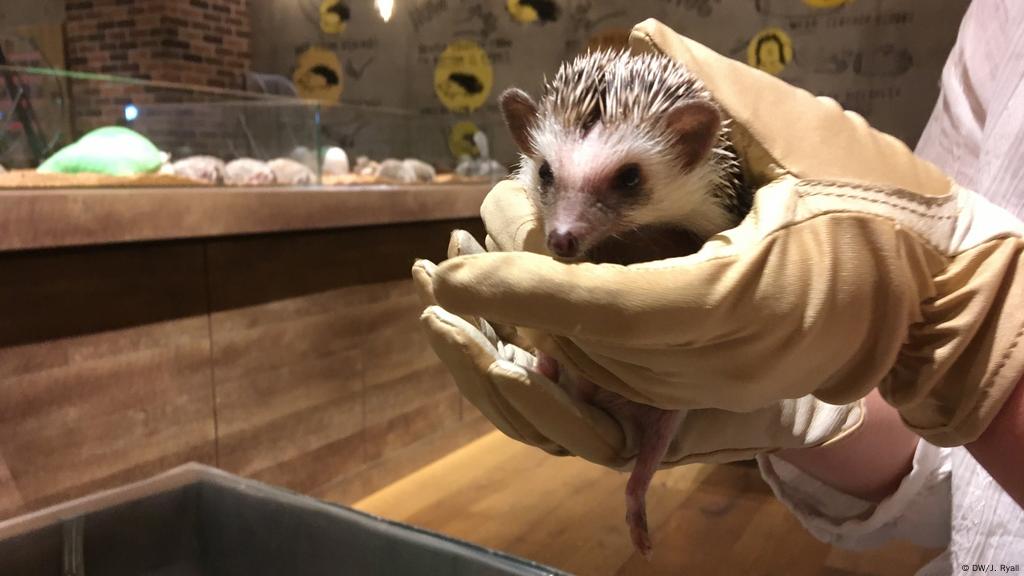 Japan Pet Cafe Boom Raises Concerns About Animal Welfare Asia An In Depth Look At News From Across The Continent Dw 21 05 19