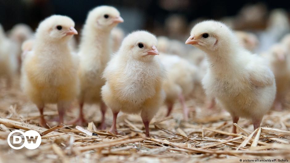 Germany bans male chick culling from 2022 | DW | 20.05.2021