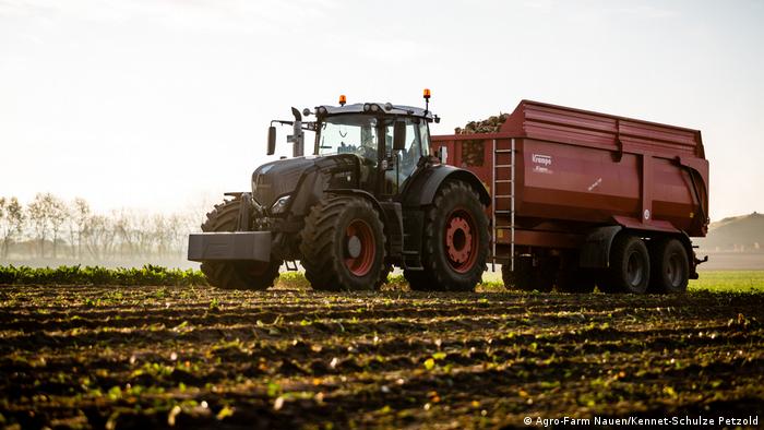 A sugar beets field belonging to Agro-Farm Nauen in Brandenburg, Germany