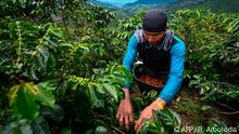 A man harvest coffeein Santuario municipality, Risaralda department, Colombia on May 10, 2019. - The coffee crisis is affecting small producers, many of which tend to disappear due to the 'paltry' international prices, and which May harvest was mostly sold at a loss. Colombia is the third largest producer of coffee, after Brazil and Vietnam and the first of the famous soft coffee, of higher quality. (Photo by Raul ARBOLEDA / AFP) Zu AFP-Reportage (englisch) vom 28.05.2019.