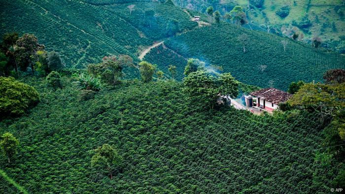 La Colombia de los campos. Aquí un cultivo de café en Santuario, Risaralda.