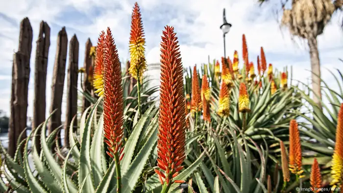 Spanien Aloe Vera Blüte in Puerto de la Cruz, Teneriffa (Imago Images/Kraft)