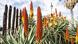 Spanien Aloe Vera Blüte in Puerto de la Cruz, Teneriffa (Imago Images/Kraft)