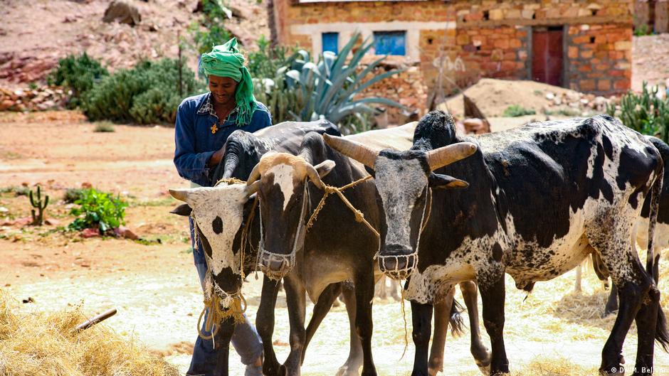 eritrea-s-farmers-harvest-early-as-climate-change-shifts-crop-patterns