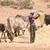 Eritrea Landwirtschaft und Klimawandel Vieh