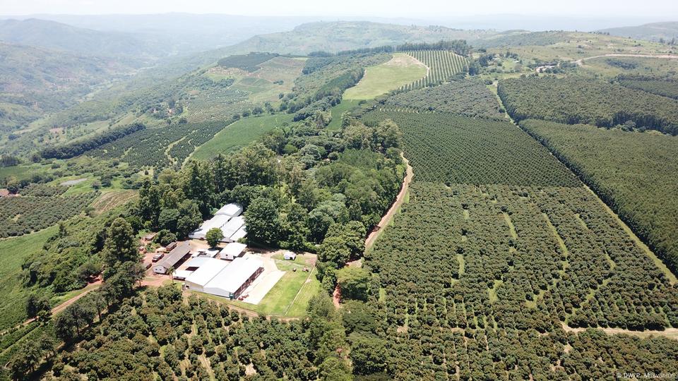 Tout savoir sur l'avocat  Ministère de l'Agriculture et de la