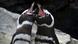 Humboldtpinguin, Spheniscus humboldti Humboldtpinguin, Spheniscus humboldti