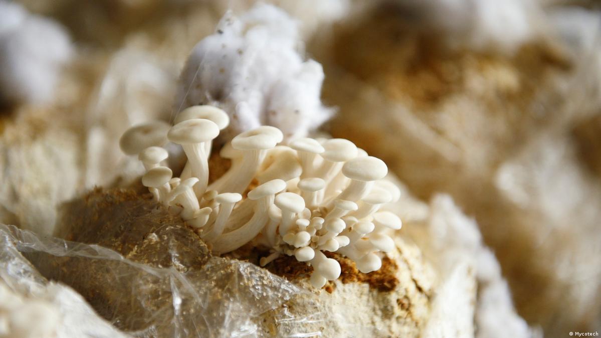 Fungus is the 'New Black' in Eco-Friendly Fashion 