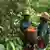 Forest, two Guarana growers carry a basket full of the coffeine-rich berries