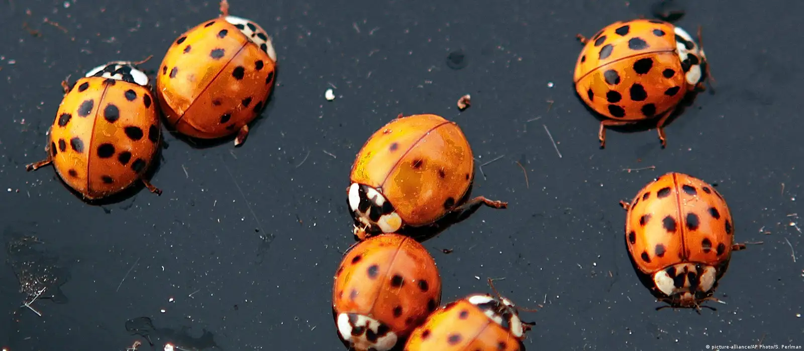 Beetles that look like ladybugs are swarming in some eastern states. And  they can bite. 