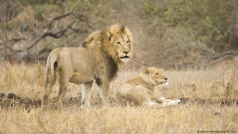 Lion - Leo Panthera - African Lion