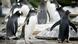 Pinguins in Edinburgh Zoo Pinguins in Edinburgh Zoo