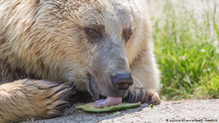 Ein Braunbär im Heimat-Tierpark Olderdissen leckt eine Obstschale (picture-alliance/dpa/F. Gentsch)