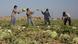 Mexican farm workers harvesting melons in San Joaquin Valley, California Mexican farm workers harvesting melons in San Joaquin Valley, California