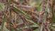 Migratory locusts feeding and resting in grass Migratory locusts feeding and resting in grass