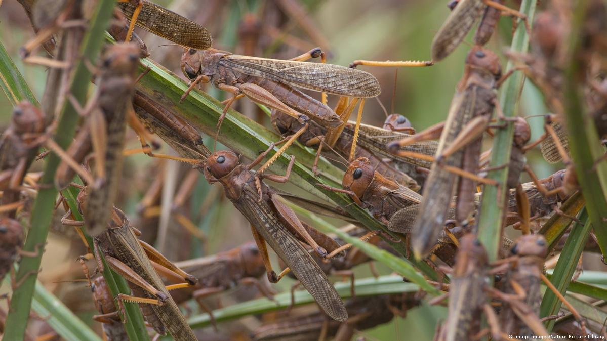 Why are locusts so destructive? – DW – 01/31/2020