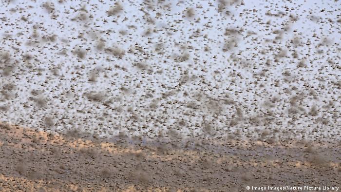 A swarm of locusts, in an archive image from Madagascar, 2013.