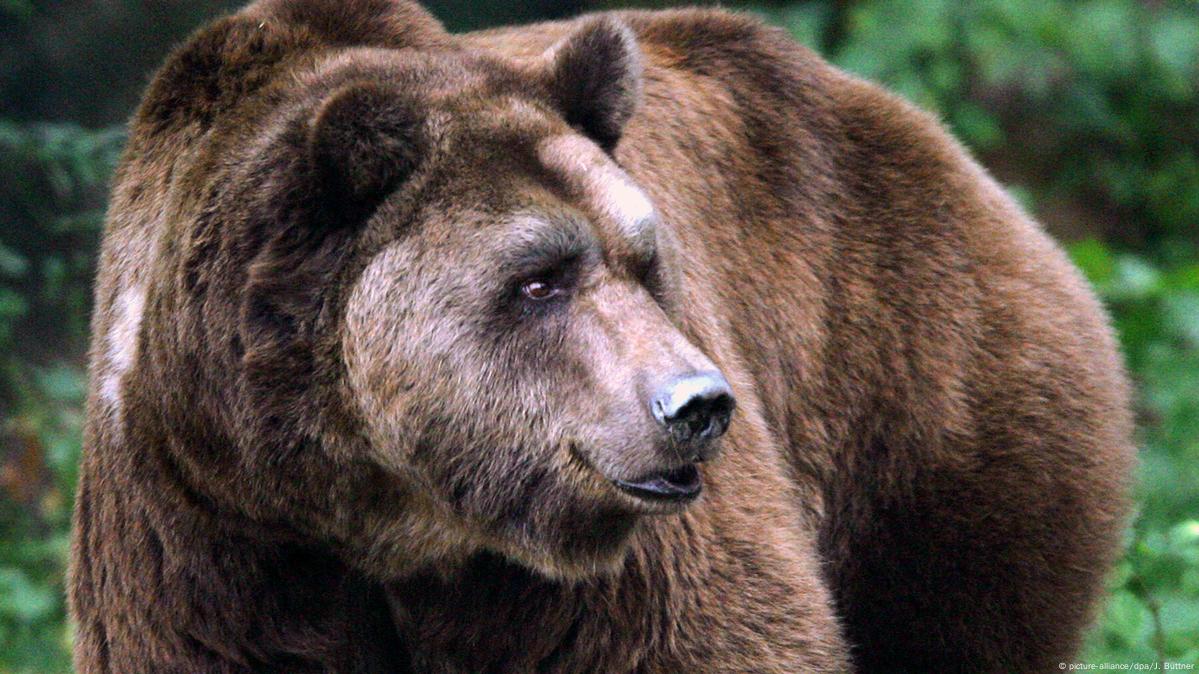 German hiker fights off bear in Romania – DW – 06/11/2019