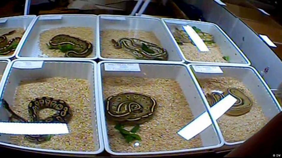 live reptiles for sale online