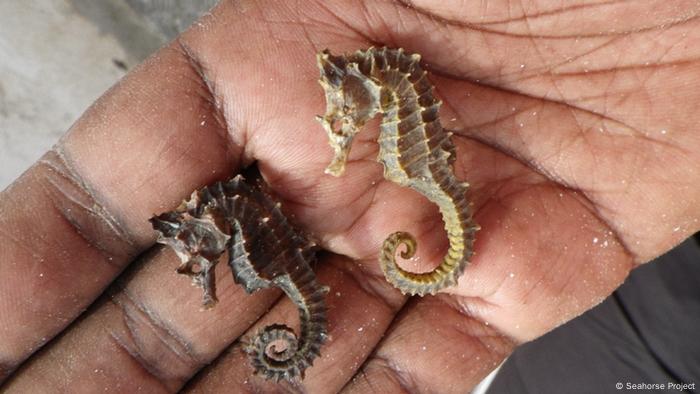 An Appetite For Dried Seahorse In China Could Spell The Marine Animal S Demise Global Ideas Dw 26 06 2019