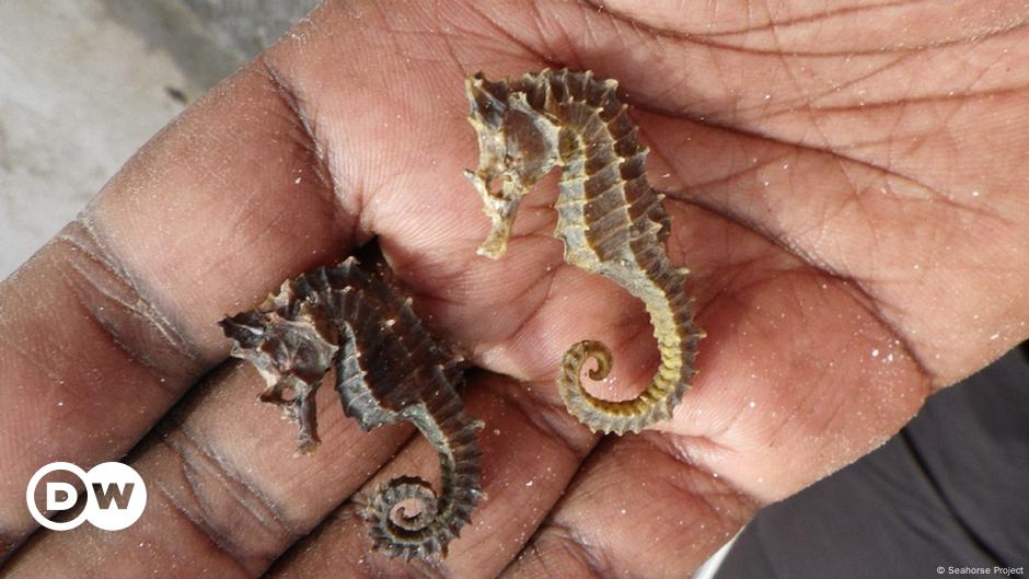 An appetite for dried seahorse in China could spell the marine animal′s demise | Global Ideas | DW | 26.06.2019