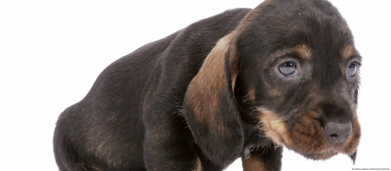 The Science Behind Those Big Ol' Puppy-Dog Eyes, Smart News