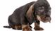 Wire haired sausage dog Wire haired sausage dog