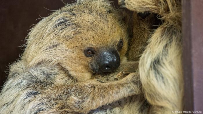 Hanging out on International Sloth Day | All media content | DW | 18.10 ...