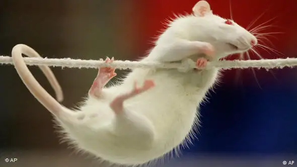 Ratte am Seil (Foto: AP)