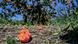 Damaged apricots lay on the ground after a storm Damaged apricots lay on the ground after a storm