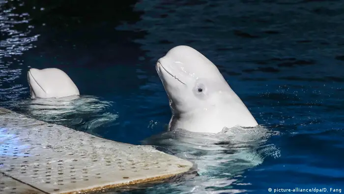China Shanghai | Beluga Wal Little Grey und Little White bei letzter Aufführung bevor Sie nach Island geschickt werden um reigelassen zu werden