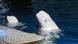 China Shanghai | Beluga Wal Little Grey und Little White bei letzter Aufführung bevor Sie nach Island geschickt werden um reigelassen zu werden China Shanghai | Beluga Wal Little Grey und Little White bei letzter Aufführung bevor Sie nach Island geschickt werden um reigelassen zu werden