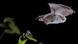 Bechsteinfledermaus Bechsteinfledermaus