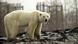 Russland | Hungernder Eisbär taucht in der sibirischen Stadt Norilsk auf Russland | Hungernder Eisbär taucht in der sibirischen Stadt Norilsk auf
