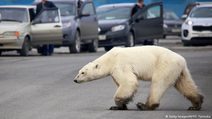 Russland | Hungernder Eisbär taucht in der sibirischen Stadt Norilsk auf