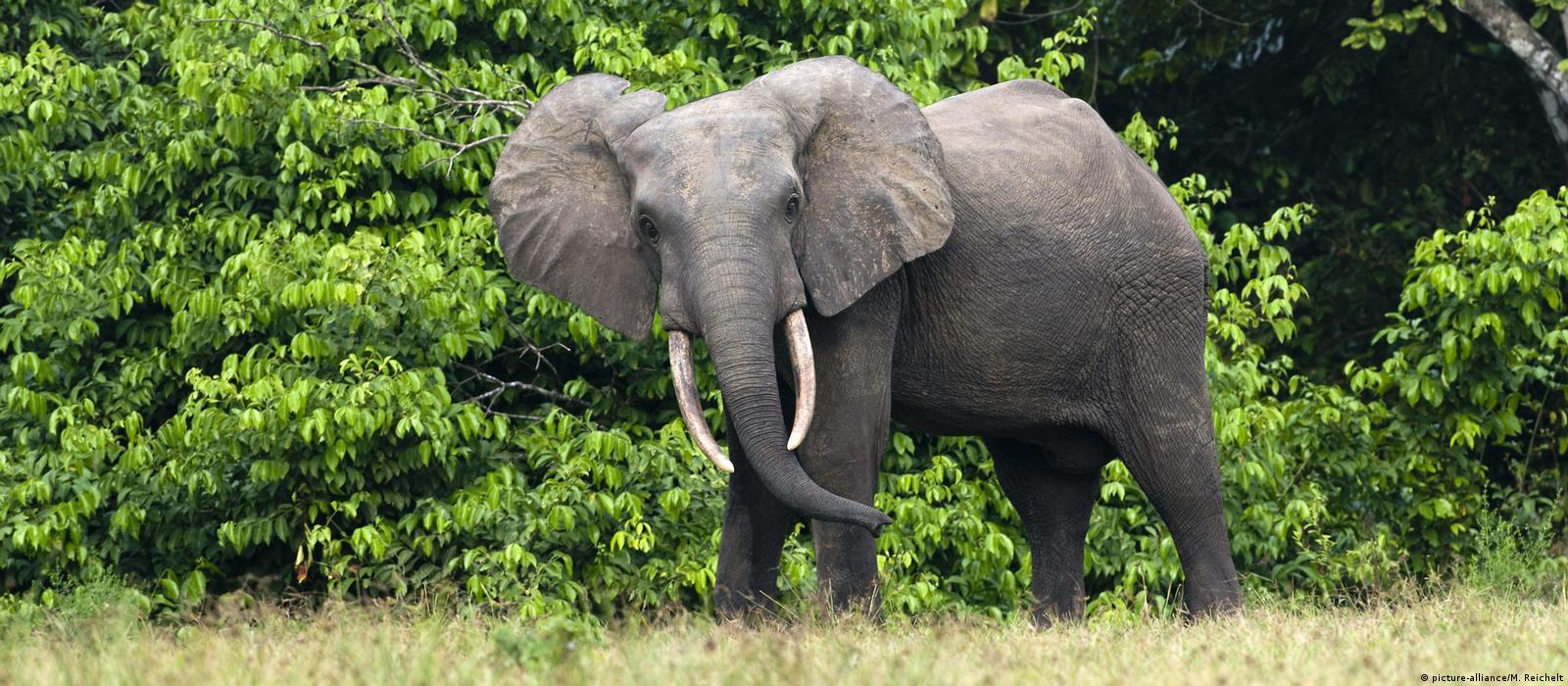 CITES: As elephant numbers fall, ivory dispute rumbles on – DW – 08/23/2019