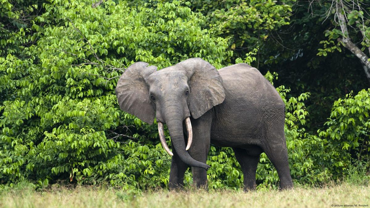 CITES: As elephant numbers fall, ivory dispute rumbles on – DW – 08/23/2019 CITES: As elephant numbers fall, ivory dispute rumbles on – DW – 08/23/2019