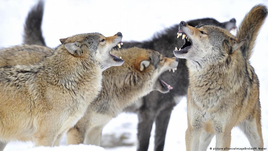 How empathy fuels conflicts DW 06/28/2019