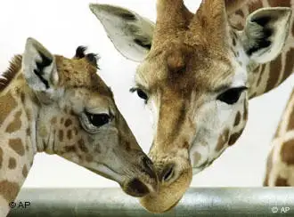 Giraffenfamilie