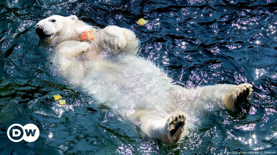 Polar bear gives birth to cubs DW 11/25/2019