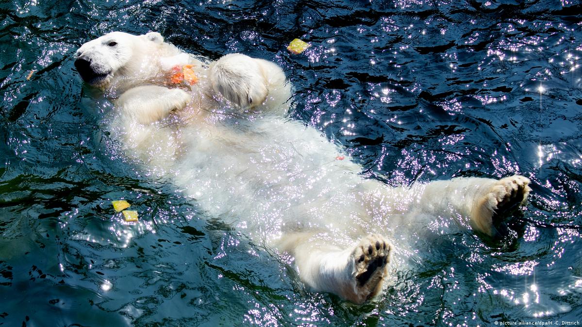 Polar Bear Gives Birth To Cubs Dw 11 25 2019