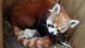 A red panda cub was born in a Halle (Saale) zoo on June 19 A red panda cub was born in a Halle (Saale) zoo on June 19