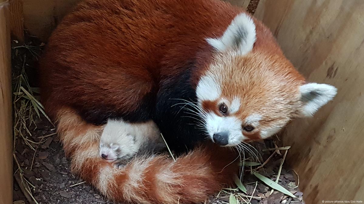 images of baby red pandas