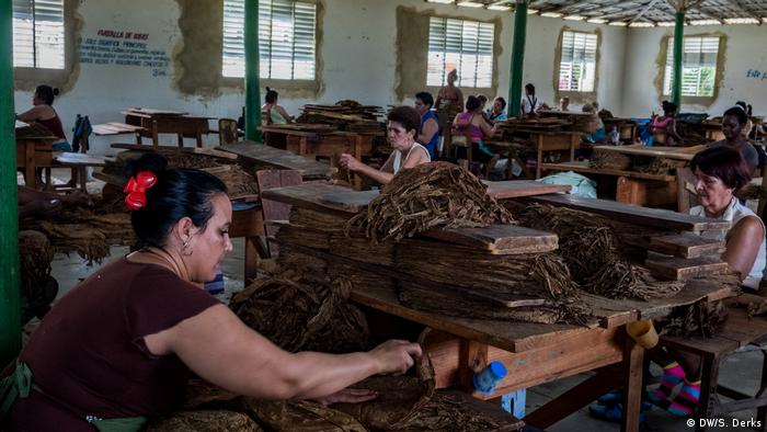 women in a factory processing tobacco leaves