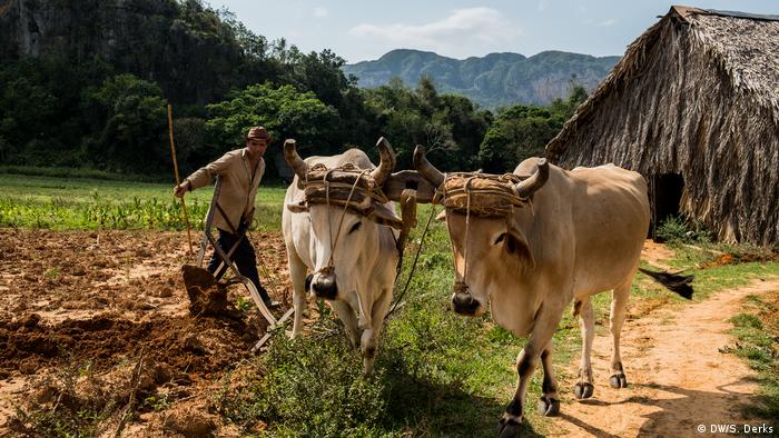 A man using an ox-drawn plough in Cuba