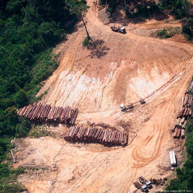 94% of deforestation in Brazilian  is illegal as government remains  absent - Latin America Reports