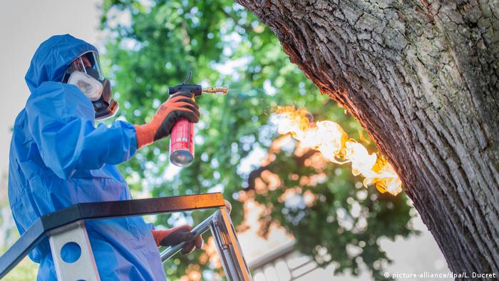 Гнезда дубового шелкопряда также можно уничтожать, сжигая прямо на деревьях. Эта фотография была сделана летом 2019 года в Берлине