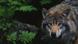 A wolf in Germany A wolf in Germany