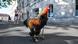 A rooster stands outside the high court (Tribunal de Grande Instance) in Rochefort, western France, where the judge is set to rule on whether a lively cockerel should be considered a neighborly nuisance in a case that has led to shrieks of protest in the countryside. A rooster stands outside the high court (Tribunal de Grande Instance) in Rochefort, western France, where the judge is set to rule on whether a lively cockerel should be considered a neighborly nuisance in a case that has led to shrieks of protest in the countryside.